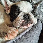 Arès a rejoint le concours — aidez-le/la à gagner de superbes lots ! dog, puppy, french_bulldog, sleeping, closeup, pet_bed, blanket, paw, cozy, cute, resting, indoor, animal, snuggle, fur, nose, ear, relaxation, soft, comfort