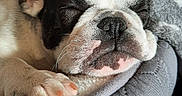 Arès a rejoint le concours — aidez-le/la à gagner de superbes lots ! animal, blanket, closeup, comfort, cozy, cute, dog, ear, french_bulldog, fur, indoor, nose, paw, pet_bed, puppy, relaxation, resting, sleeping, snuggle, soft