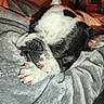Arès participe au concours pour gagner de l'argent avec cette photo : puppy, dog, sleeping, black_and_white, pet, animal, french_bulldog, face, paws, ears, nose, blanket, bed, indoors, cozy, cute, resting, portrait, close_up, home
