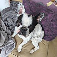 Arès participe au concours pour gagner de l'argent avec cette photo : dog, french_bulldog, pet, animal, black_and_white, sitting, couch, blanket, cushion, indoor, portrait, close_up, face, ears, brown_eyes, short_hair, spotted_coat, relaxed, home, funny