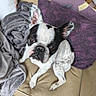 dog, french_bulldog, pet, animal, black_and_white, sitting, couch, blanket, cushion, indoor, portrait, close_up, face, ears, brown_eyes, short_hair, spotted_coat, relaxed, home, funny