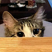 Priscilla is registered to the contest to win money with this photo: cat, tabby, peeking, curious, ears, eyes, wooden_surface, indoor, pet, animal, feline, closeup, hidden, playful, fur, whiskers, nose, background_blur, home, cute