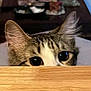 cat, tabby, peeking, curious, ears, eyes, wooden_surface, indoor, pet, animal, feline, closeup, hidden, playful, fur, whiskers, nose, background_blur, home, cute