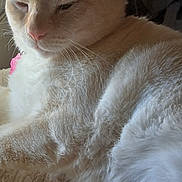 Elvis is registered to the contest to win money with this photo: cat, cream_color, feline, fur, pet, domestic_animal, indoor, window, blanket, relaxed, close_up, whiskers, pink_nose, sleepy, paw, texture, natural_light, cozy, resting, animal