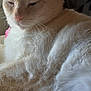cat, cream_color, feline, fur, pet, domestic_animal, indoor, window, blanket, relaxed, close_up, whiskers, pink_nose, sleepy, paw, texture, natural_light, cozy, resting, animal