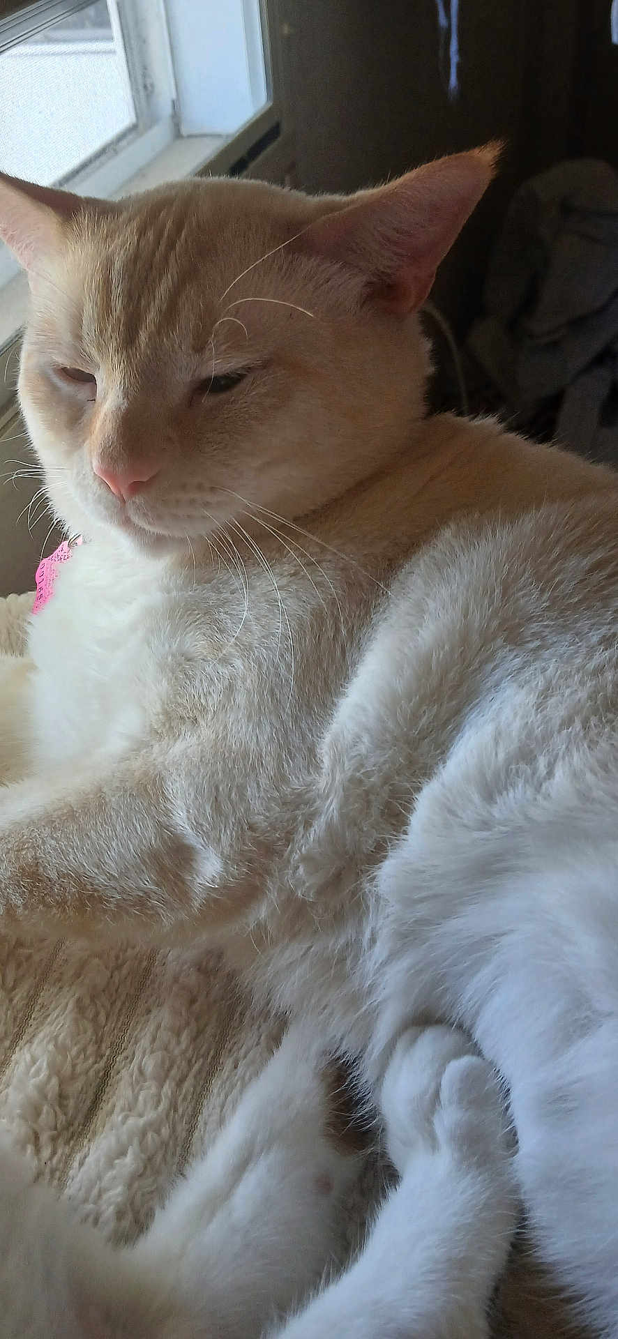 Elvis