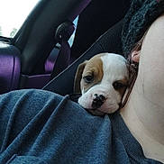 Chunk joined the competition — help win amazing prizes! puppy, dog, person, shoulder, car, seat, seatbelt, knit_hat, grey_shirt, closeup, indoor, pet, companion, cute, animal, resting, face, young_dog, cozy, travel