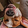 Chunk is registered to the contest to win money with this photo: dog, upside_down, smiling, teeth, nose, ears, indoor, person, clothing, relaxed, brown, white, fur, pet, animal, closeup, face, happy, tongue, cozy