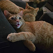Nacho is registered to the contest to win money with this photo: animal, cat, couch, cozy, cup_holder, feline, fur, ginger_cat, home, indoor, paw, person, pet, playful, red_cup, relaxing, resting, ripped_jeans, tongue_out, two_cats