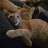 animal, cat, couch, cozy, cup_holder, feline, fur, ginger_cat, home, indoor, paw, person, pet, playful, red_cup, relaxing, resting, ripped_jeans, tongue_out, two_cats