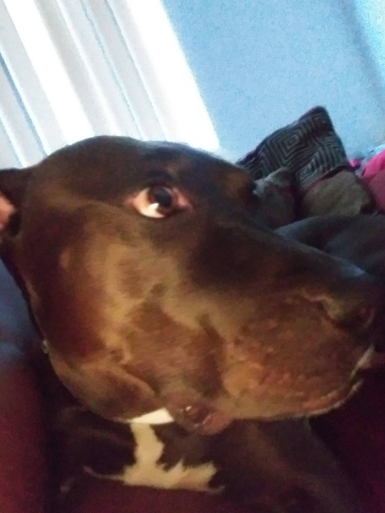 Trina is registered to the contest to win money with this photo: american_pit_bull_terrier, canidae, carnivore, dog, dog_breed, ear, fawn, labrador_retriever, liver, mammal, nose, pit_bull, pointer, snout, sporting_group, vertebrate