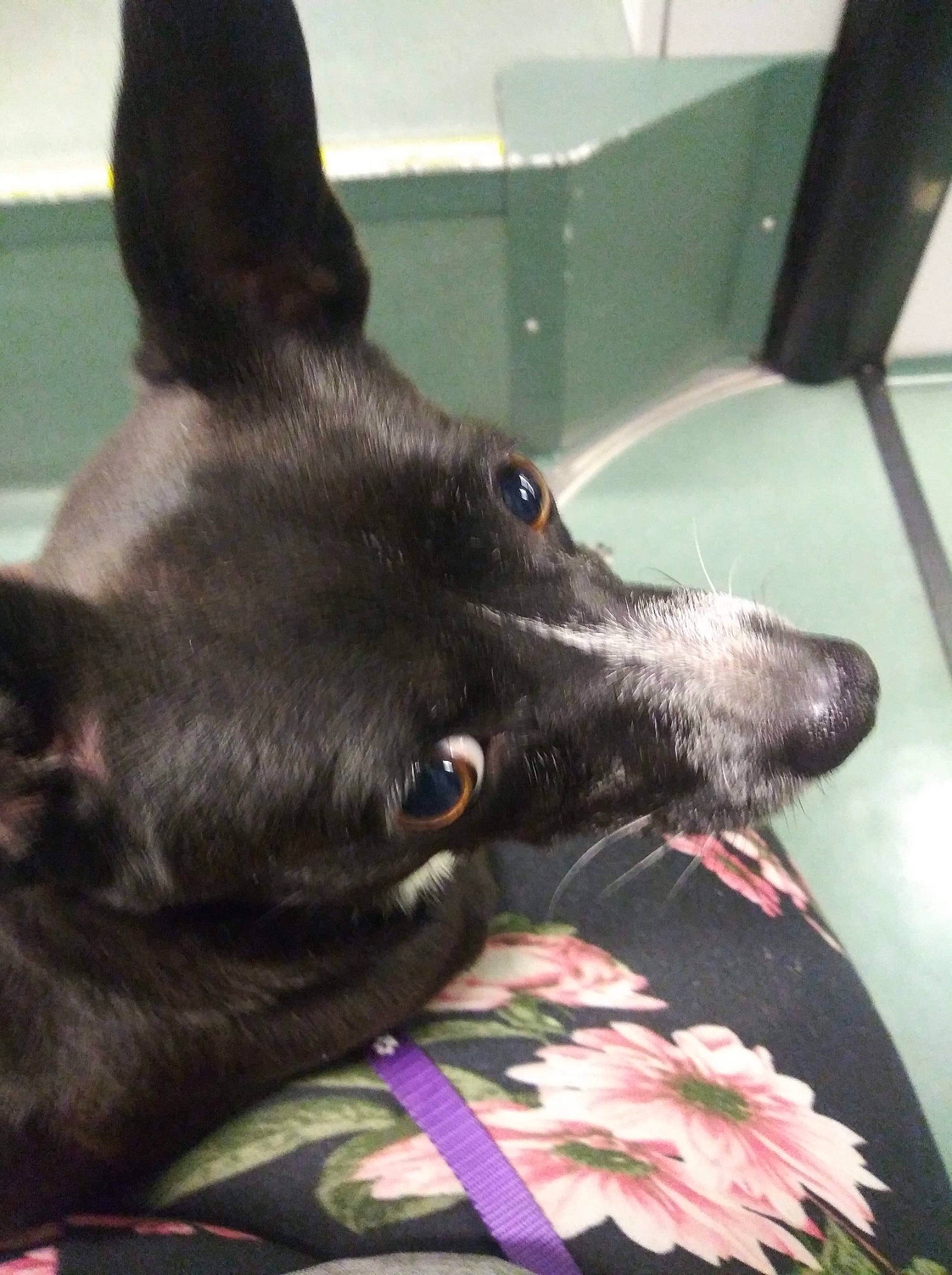 Felix is registered to the contest to win money with this photo: american_hairless_terrier, canidae, carnivore, dog, dog_breed, ear, formosan_mountain_dog, greyhound, italian_greyhound, mammal, mexican_hairless_dog, non_sporting_group, peruvian_hairless_dog, sighthound, snout, toy_dog, vertebrate