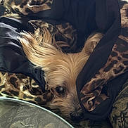 Maddie is registered to the contest to win money with this photo: animal, blanket, closeup, comfort, couch, cozy, curious, dog, ear, fur, indoor, leopard_print, pattern, pet, relaxed, resting, small_dog, snuggled, soft, table