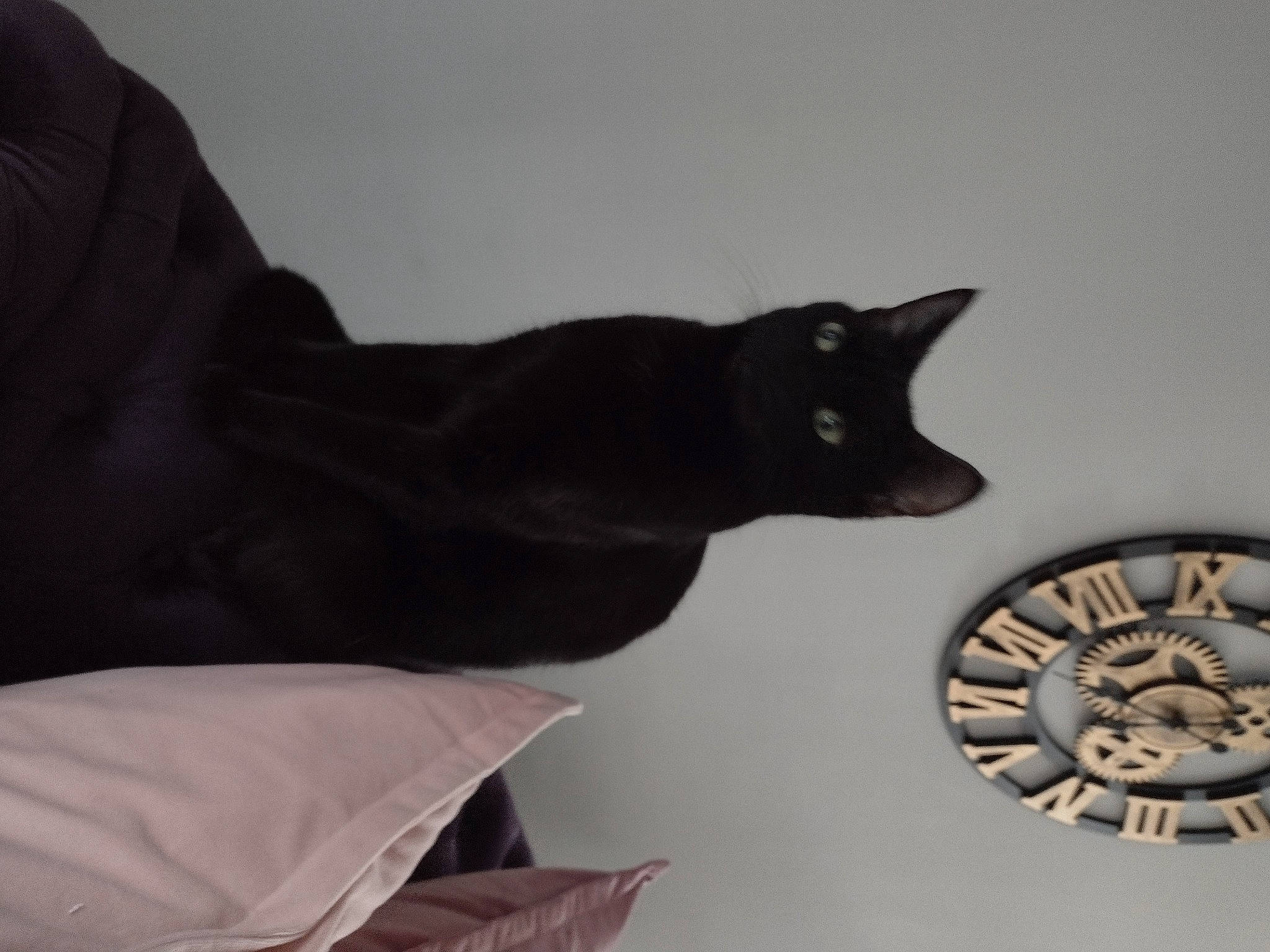 Angel joined the competition — help win amazing prizes! black_cat, bombay, carmine, carnivore, cat, circle, comfort, domestic_short_haired_cat, felidae, fur, gesture, grey, human_leg, monochrome, monochrome_photography, plant, sleeve, small_to_medium_sized_cats, tail, whiskers