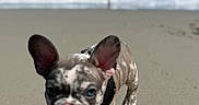 Gucci Jones joined the competition — help win amazing prizes! dog, puppy, french_bulldog, beach, ocean, waves, sand, shoreline, outdoor, sunny, daylight, standing, walking, leash, harness, short_snout, large_ears, blue_sky, blurred_background, shadow