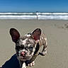 dog, puppy, french_bulldog, beach, ocean, waves, sand, shoreline, outdoor, sunny, daylight, standing, walking, leash, harness, short_snout, large_ears, blue_sky, blurred_background, shadow