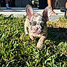 Gucci Jones is registered to the contest to win money with this photo: dog, puppy, french_bulldog, pet, animal, grass, lawn, outdoor, sunlight, portrait, close_up, face, ears, blue_eyes, pink_nose, wrinkled, standing, backyard, patio, house