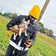 Gucci Jones is registered to the contest to win money with this photo: man, person, dog, puppy, french_bulldog, pet, outdoor, pumpkin_patch, pumpkins, yellow_beanie, sunglasses, black_jacket, phone, leash, harness, field, autumn, portrait, holding, festive_lights