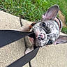 Gucci Jones joined the competition — help win amazing prizes! dog, puppy, french_bulldog, pet, animal, outdoor, grass, patio, paving_stones, leash, collar, black_and_white, brindle, large_ears, wide_eyes, playful, chewing, close_up, portrait, upside_down