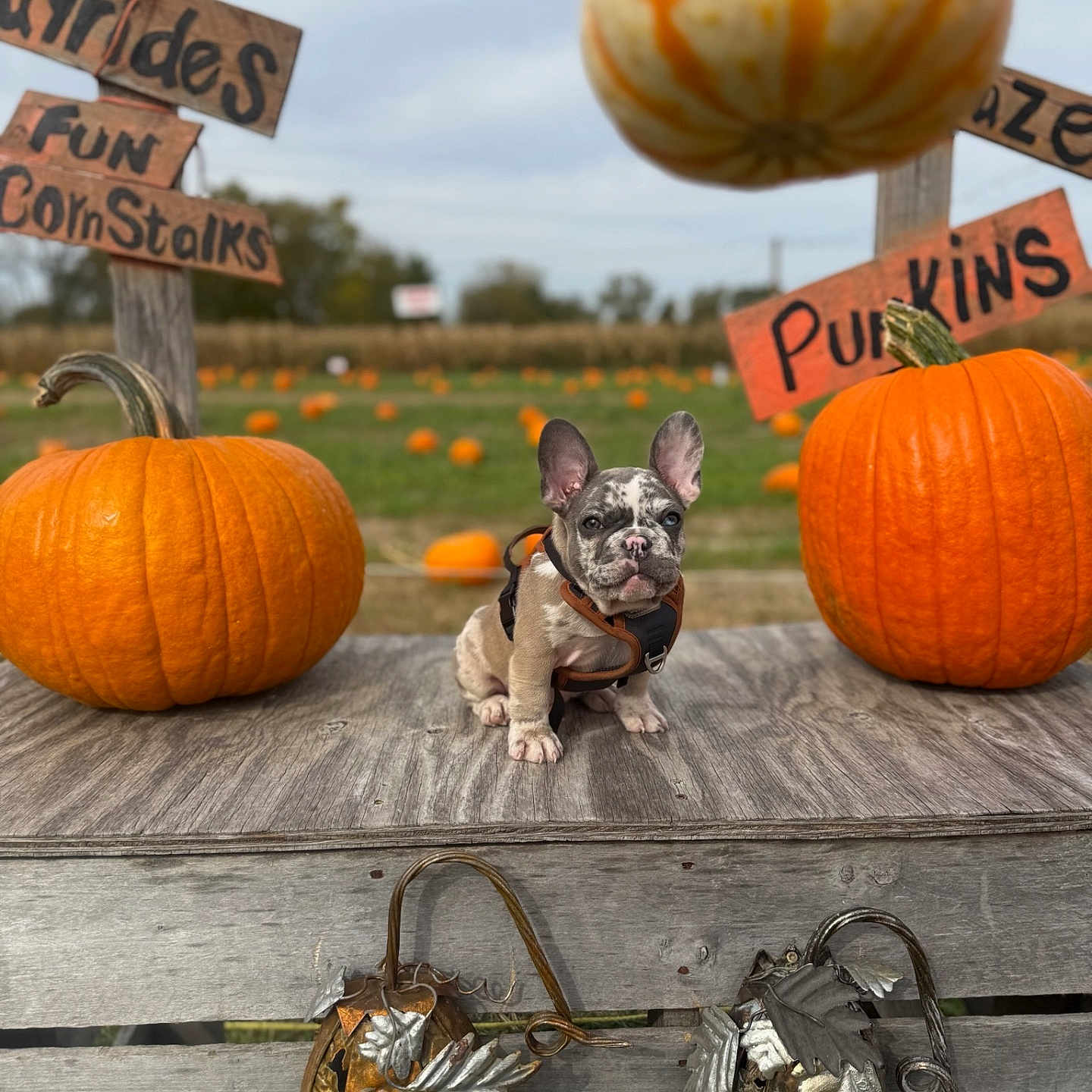 Gucci Jones joined the competition — help win amazing prizes! dog, french_bulldog, puppy, pumpkins, autumn, fall, farm, pumpkin_patch, outdoor, rustic, wooden_platform, harvest, gourd, orange, striped_pumpkin, dog_harness, sitting, portrait, farm_signs, seasonal_decor