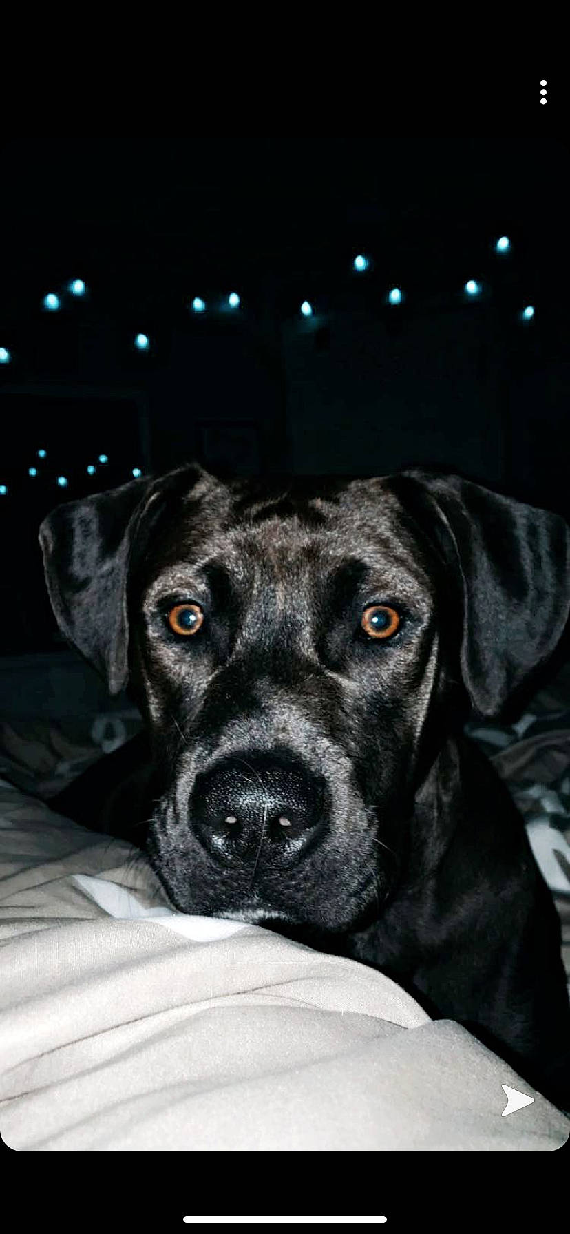Brodie James is registered to the contest to win money with this photo: bandog, cane_corso, canidae, carnivore, dog, dog_breed, ear, fawn, great_dane, guard_dog, labrador_retriever, mammal, molosser, nose, puppy, rare_breed_dog, snout, sporting_group, whiskers