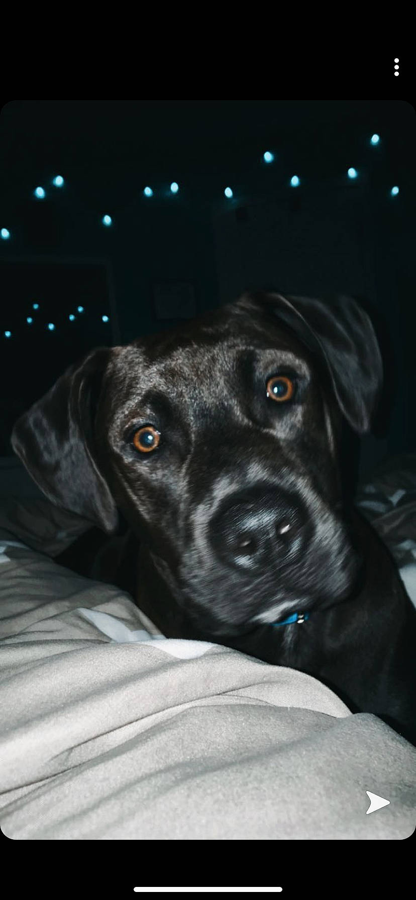 Brodie James joined the competition — help win amazing prizes! beagador, borador, canidae, carnivore, dog, dog_breed, fawn, labrador_retriever, mammal, nose, patterdale_terrier, puppy, retriever, snout, sporting_group, whiskers