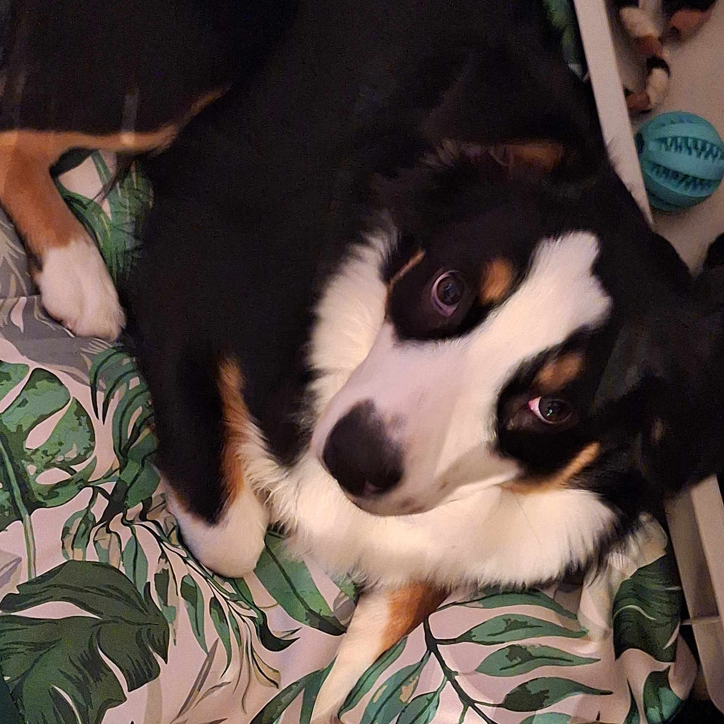 Bella a rejoint le concours — aidez-le/la à gagner de superbes lots ! animal, appenzeller, armchair, baby, blanket, canine, chair, cockerspaniel, collie, couch, cushion, dog, furniture, homedecor, hound, husky, person, pet, puppy, sleeping