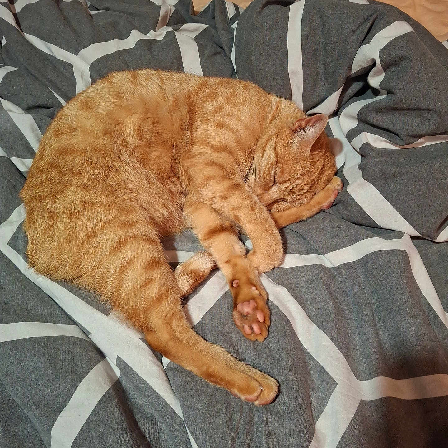 Prosper a rejoint le concours — aidez-le/la à gagner de superbes lots ! bed, blanket, cat, cozy, curled_up, cute, domestic_cat, feline, fur, indoor, nap, orange_cat, patterned_blanket, paw, pet, relaxed, resting, sleeping, soft, whiskers