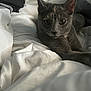 animal, bed, cat, closeup, comfort, cozy, domestic_cat, ears, eyes, feline, fur, grey_cat, indoor, pet, relaxed, resting, sleepy, soft_light, whiskers, white_bedspread