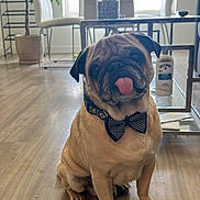 Yogi joined the competition — help win amazing prizes! dog, pug, bow_tie, tongue_out, sitting, wooden_floor, indoor, living_room, chair, table, plant, window, glass_table, flooring, pet, cute, animal, domestic, furniture, houseplant