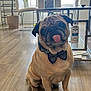 Yogi joined the competition — help win amazing prizes! dog, pug, bow_tie, tongue_out, sitting, wooden_floor, indoor, living_room, chair, table, plant, window, glass_table, flooring, pet, cute, animal, domestic, furniture, houseplant