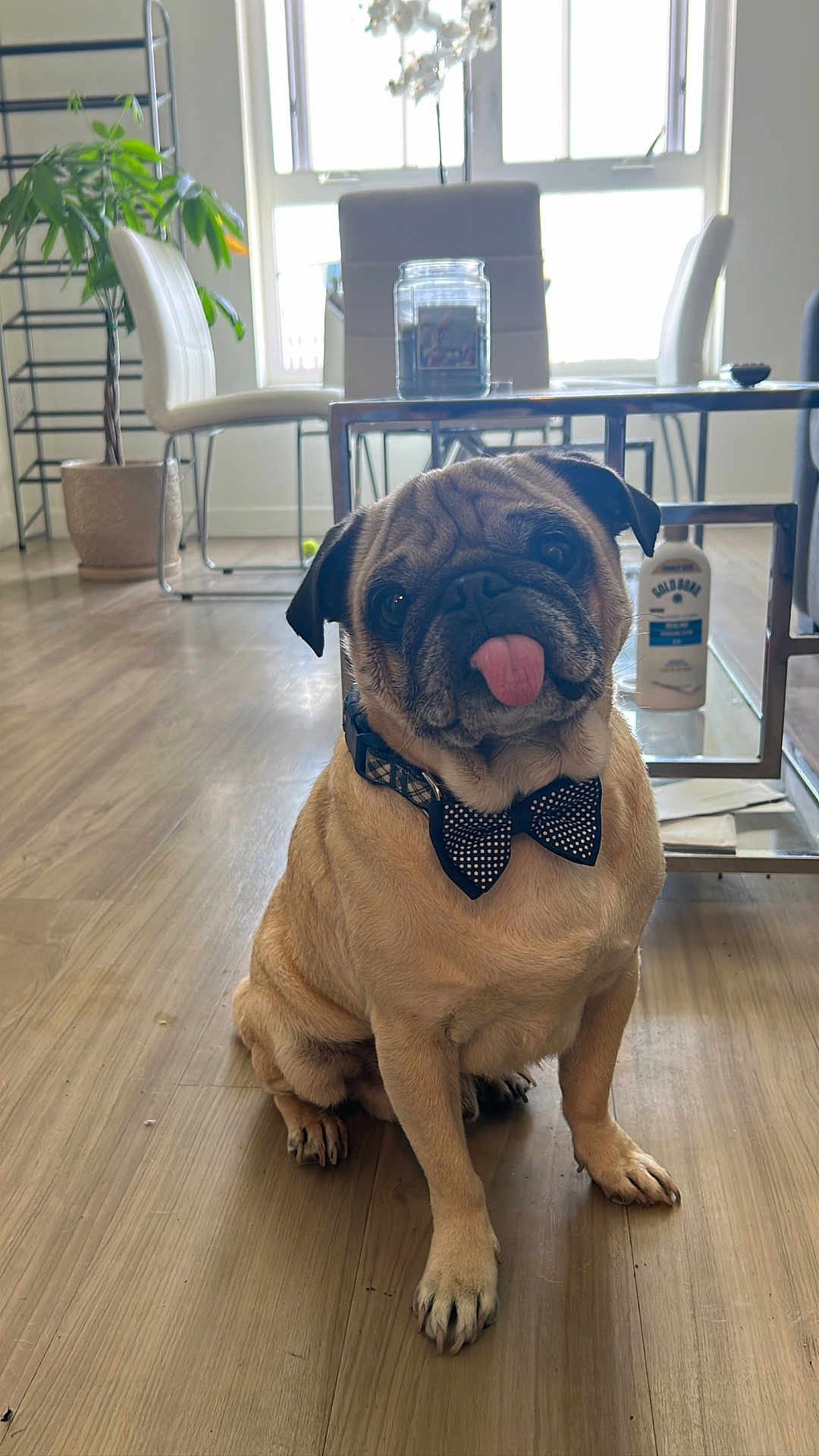 Yogi