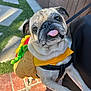 Yogi joined the competition — help win amazing prizes! dog, pug, costume, hot_dog, tongue_out, pet, animal, outdoor, sunlight, brick_pavement, greenery, fence, leash, playful, cute, close_up, fur, small_dog, expression, pet_clothing