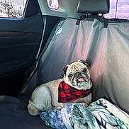 Yogi is registered to the contest to win money with this photo: pug, dog, bandana, red, plaid, blanket, car_interior, backseat, seat_cover, tongue_out, pet, animal, canine, relaxed, cozy, window, trees, sky, daytime, cute