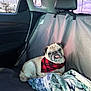 pug, dog, bandana, red, plaid, blanket, car_interior, backseat, seat_cover, tongue_out, pet, animal, canine, relaxed, cozy, window, trees, sky, daytime, cute