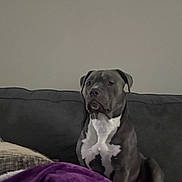 Bruno is registered to the contest to win money with this photo: blanket, canine, companion_animal, couch, cozy, dog, domestic_animal, furniture, gray_dog, home, indoor, pet, portrait, purple_blanket, quiet, relaxed, resting, seated, snack_bowl, white_chest