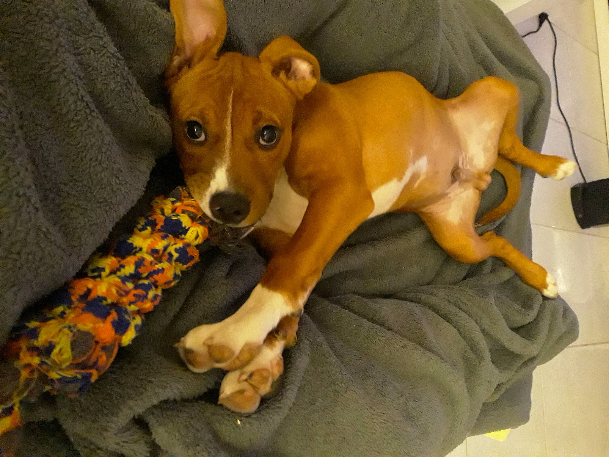 Dodge a rejoint le concours — aidez-le/la à gagner de superbes lots ! ancient_dog_breeds, basenji, canidae, carnivore, comfort, companion_dog, dog, dog_breed, dog_sports, dog_supply, fawn, hound, non_sporting_group, sporting_group, tail, terrestrial_animal, working_animal