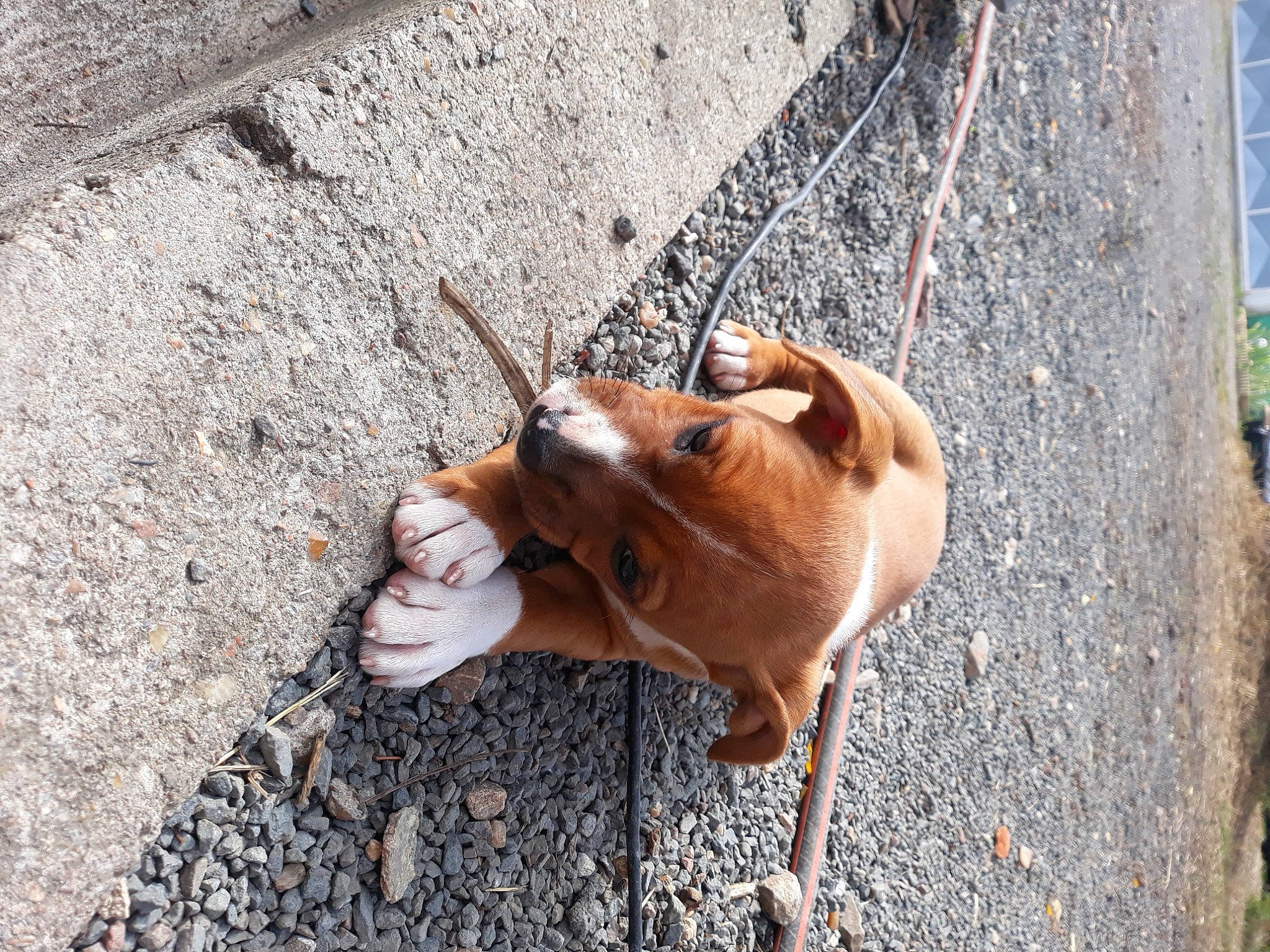 Dodge a rejoint le concours — aidez-le/la à gagner de superbes lots ! asphalt, canidae, carnivore, companion_dog, dog, dog_breed, fawn, leash, metal, pet_supply, road, road_surface, snout, sporting_group, street_dog, tail, terrestrial_animal, wildlife, wood, working_animal