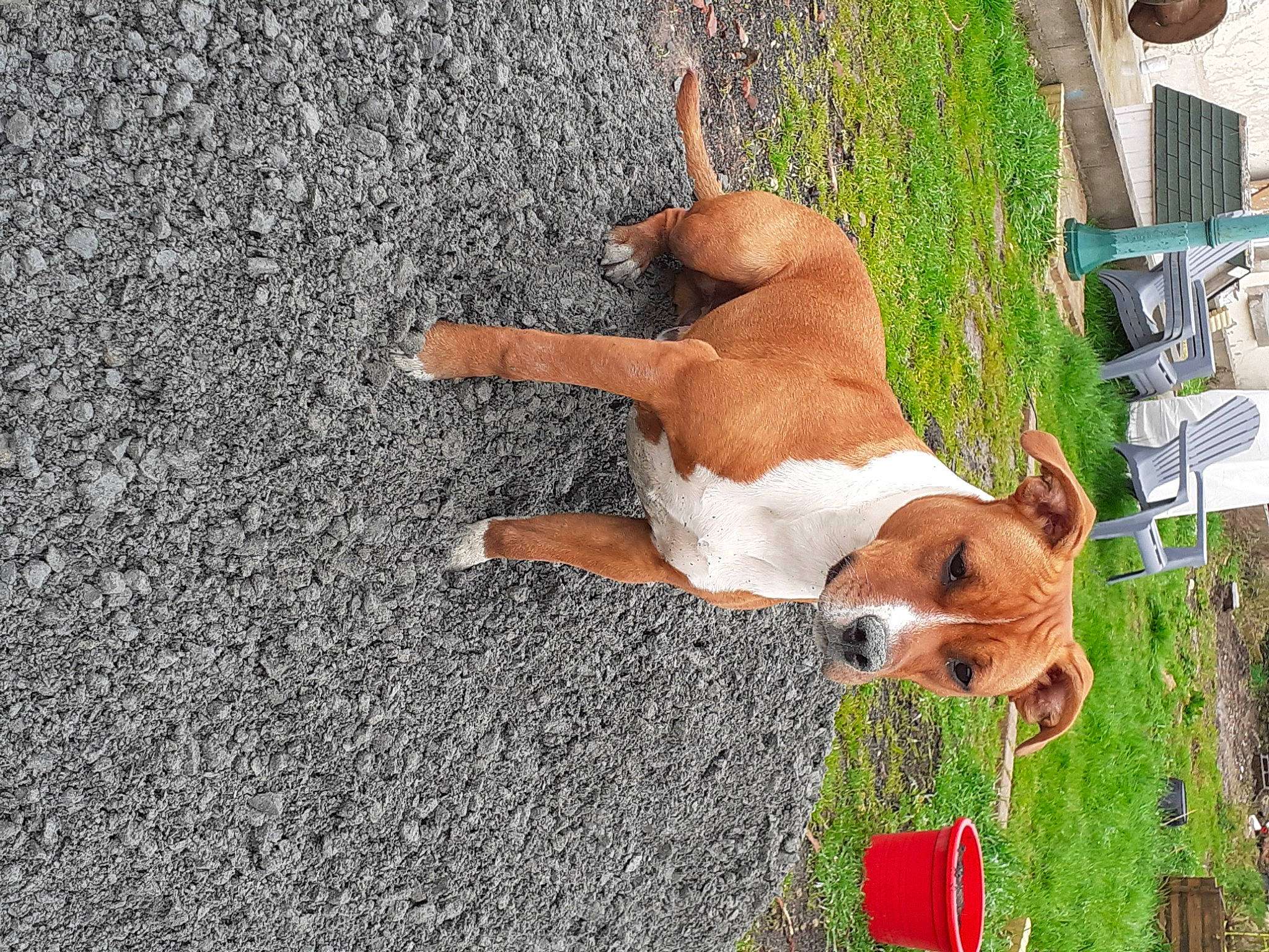 Dodge participe au concours pour gagner de l'argent avec cette photo : basenji, beagle, beagle_harrier, canidae, carnivore, collar, companion_dog, dog, dog_breed, dog_sports, dog_supply, fawn, finnish_hound, grass, hound, plant, sporting_group, tail, tar, terrier