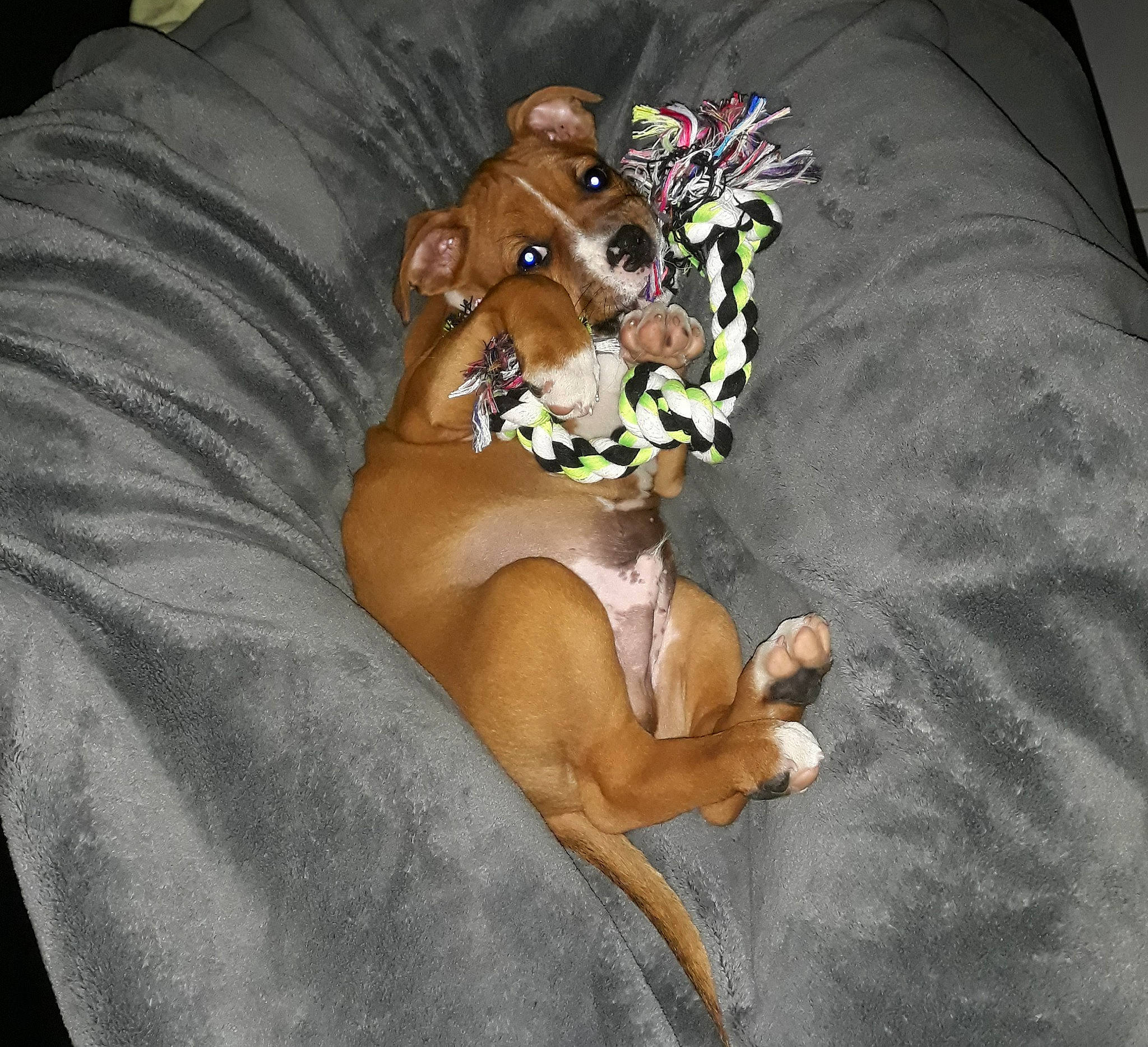 Dodge participe au concours pour gagner de l'argent avec cette photo : art, canidae, carnivore, comfort, companion_dog, dog, dog_breed, dog_clothes, dog_supply, fawn, fictional_character, hound, linens, liver, paw, snout, sporting_group, thigh, whiskers, working_animal