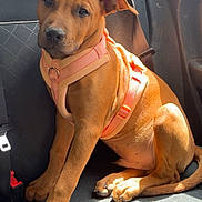 Sun a rejoint le concours — aidez-le/la à gagner de superbes lots ! dog, brown_dog, puppy, pet, car_seat, harness, seatbelt, sunlight, indoor, animal, canine, sitting, looking_at_camera, young_dog, car_interior, cute, domestic_animal, companion, relaxed, side_view