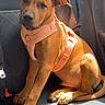 dog, brown_dog, puppy, pet, car_seat, harness, seatbelt, sunlight, indoor, animal, canine, sitting, looking_at_camera, young_dog, car_interior, cute, domestic_animal, companion, relaxed, side_view