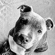Simba a rejoint le concours — aidez-le/la à gagner de superbes lots ! dog, puppy, close_up, black_and_white, portrait, animal, pet, fur, cute, looking_up, ears, nose, whiskers, texture, soft_background, young, adorable, canine, friendly, companion