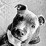 dog, puppy, close_up, black_and_white, portrait, animal, pet, fur, cute, looking_up, ears, nose, whiskers, texture, soft_background, young, adorable, canine, friendly, companion
