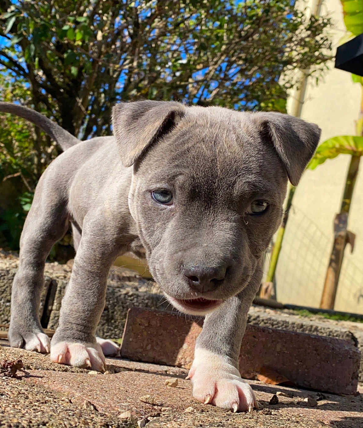 Simba