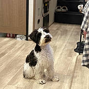Gus joined the competition — help win amazing prizes! dog, black_and_white, sitting, indoor, wooden_floor, curious, pet, fur, stairs, shoes, door, person, clothing, checkered, flooring, cozy, animal, cute, companion, waiting