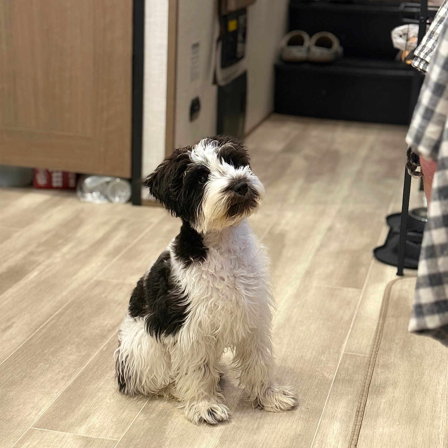 Gus joined the competition — help win amazing prizes! dog, black_and_white, sitting, indoor, wooden_floor, curious, pet, fur, stairs, shoes, door, person, clothing, checkered, flooring, cozy, animal, cute, companion, waiting