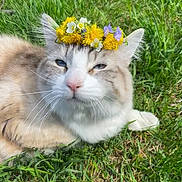Meatball joined the competition — help win amazing prizes! animal, cat, closeup, cute, ears, face, flower_crown, fluffy, grass, greenery, nature, outdoor, pet, portrait, purple_flowers, relaxed, summer, sunlight, whiskers, yellow_flowers