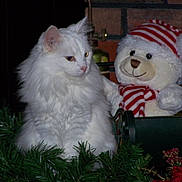 Littlebit joined the competition — help win amazing prizes! white_cat, fluffy_cat, teddy_bear, stuffed_animal, holiday_decorations, greenery, red_and_white, striped_hat, striped_scarf, festive, cozy, indoor, bookshelf, fireplace, brick_wall, decorative, pet, cute, animal, soft_toy