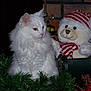 white_cat, fluffy_cat, teddy_bear, stuffed_animal, holiday_decorations, greenery, red_and_white, striped_hat, striped_scarf, festive, cozy, indoor, bookshelf, fireplace, brick_wall, decorative, pet, cute, animal, soft_toy